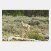 Pronghorn in Grand Teton National Park Inpakpapier Vel (Voorkant)
