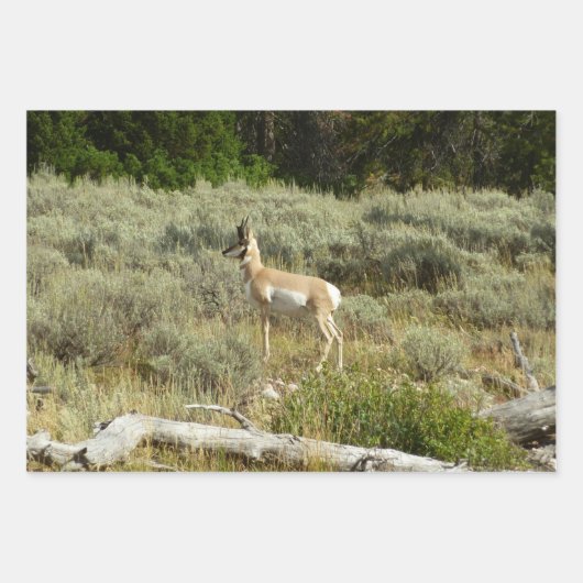 Pronghorn in Grand Teton National Park Inpakpapier Vel (Voorkant 3)