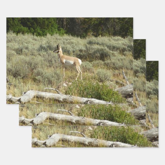 Pronghorn in Grand Teton National Park Inpakpapier Vel (Set)