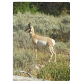 Pronghorn in Grand Teton National Park Klembord (Achterkant)