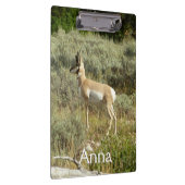 Pronghorn in Grand Teton National Park Klembord (Rechts)