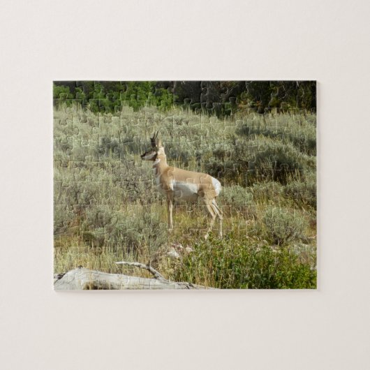 Pronghorn in Grand Teton National Park Legpuzzel (Horizontaal)
