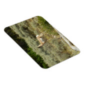 Pronghorn in Grand Teton National Park Magneet (Rechterzijde)