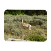 Pronghorn in Grand Teton National Park Magneet (Horizontaal)
