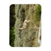 Pronghorn in Grand Teton National Park Magneet (Verticaal)