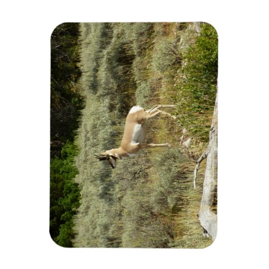 Pronghorn in Grand Teton National Park Magneet (Verticaal)