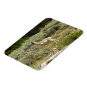 Pronghorn in Grand Teton National Park Magneet (Linkerzijde)