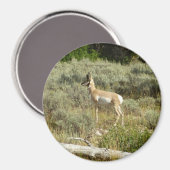 Pronghorn in Grand Teton National Park Magneet (Voorkant / Achterkant)