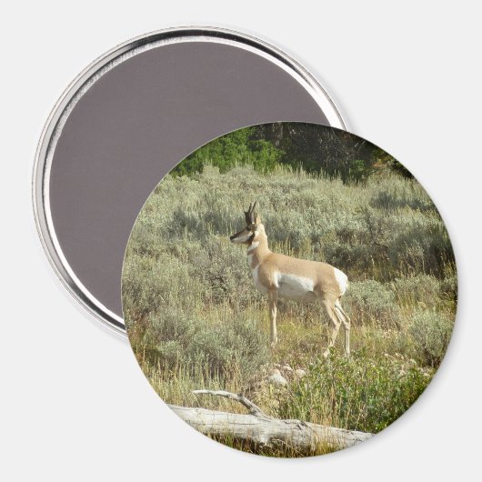 Pronghorn in Grand Teton National Park Magneet (Voorkant / Achterkant)