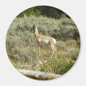 Pronghorn in Grand Teton National Park Magneet (Voorkant)