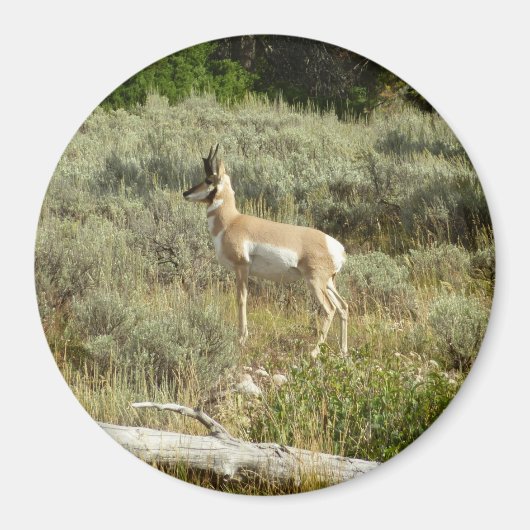 Pronghorn in Grand Teton National Park Magneet (Voorkant)