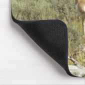 Pronghorn in Grand Teton National Park Muismat (Hoek)