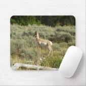 Pronghorn in Grand Teton National Park Muismat (Met muis)