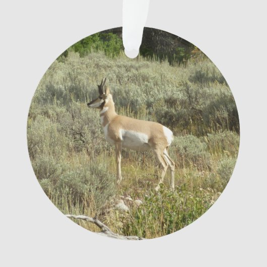 Pronghorn in Grand Teton National Park Ornament (voorkant)