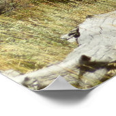 Pronghorn in Grand Teton National Park Poster (Hoek)