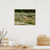 Pronghorn in Grand Teton National Park Poster (Keuken)