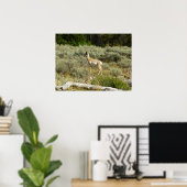 Pronghorn in Grand Teton National Park Poster (Thuiskantoor)