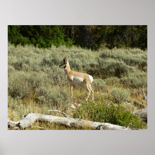 Pronghorn in Grand Teton National Park Poster (Voorkant)