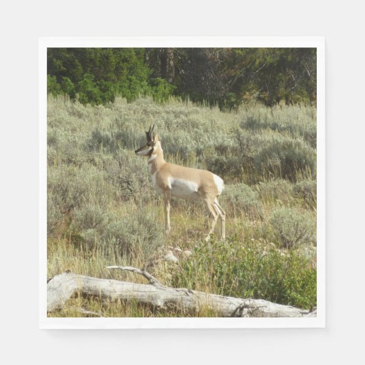 Pronghorn in Grand Teton National Park Servet (Voorkant)