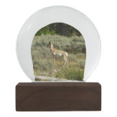 Pronghorn in Grand Teton National Park Sneeuwbol (Achterkant)