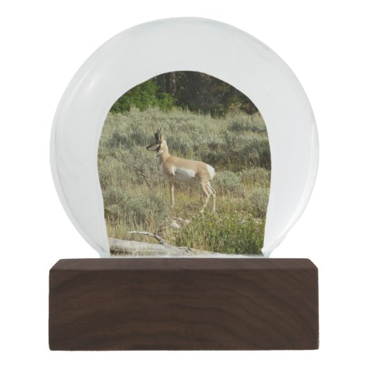Pronghorn in Grand Teton National Park Sneeuwbol (Voorkant)