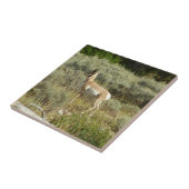 Pronghorn in Grand Teton National Park Tegeltje (Zijkant)