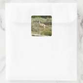 Pronghorn in Grand Teton National Park Vierkante Sticker (Tas)