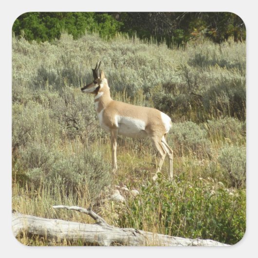 Pronghorn in Grand Teton National Park Vierkante Sticker (Voorkant)