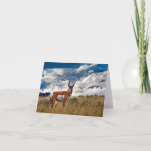 Pronghorn in Meadow, Yellowstone NP Kaart