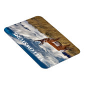 Pronghorn in Meadow, Yellowstone NP Magneet (Rechterzijde)