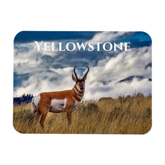 Pronghorn in Meadow, Yellowstone NP Magneet (Horizontaal)