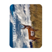 Pronghorn in Meadow, Yellowstone NP Magneet (Verticaal)