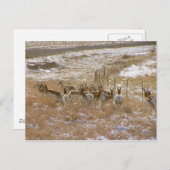 Pronghorn Mob Briefkaart (Voorkant / Achterkant)