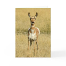 Pronghorn Notecard