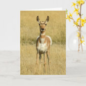 Pronghorn Notecard Kaart (Gele Bloem)