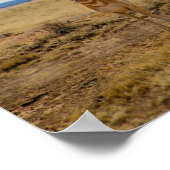 Pronghorn Poster (Hoek)