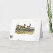 Pronghorn (Prong-horned Antelope) van Audubon Kaart (Achterkant)