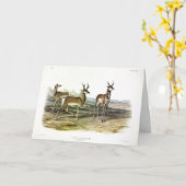 Pronghorn (Prong-horned Antelope) van Audubon Kaart (Gele Bloem)