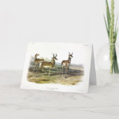 Pronghorn (Prong-horned Antelope) van Audubon Kaart (Voorkant)