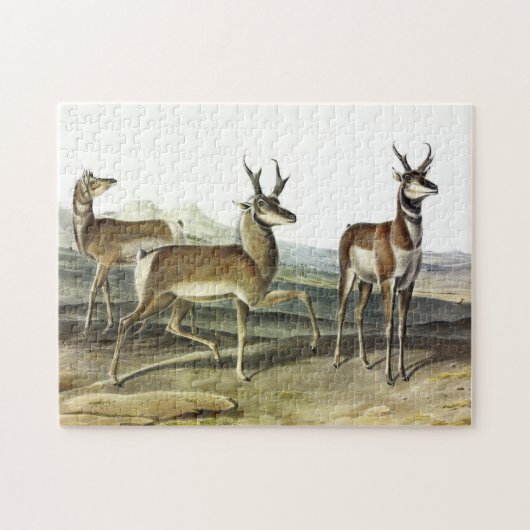 Pronghorn (Prong-horned Antelope) van Audubon Legpuzzel (Horizontaal)