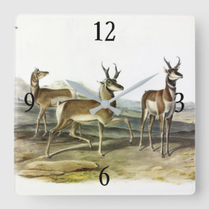 Pronghorn (Prong-horned Antelope) van Audubon Vierkante Klok