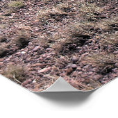 Pronghorn Sheep Poster (Hoek)