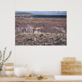 Pronghorn Sheep Poster (Keuken)