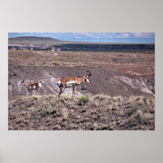 Pronghorn Sheep Poster (Voorkant)
