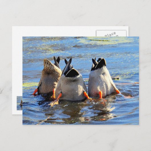 Proost! Briefkaart (Voorkant / Achterkant)