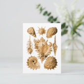 Prosobranchia Briefkaart (Staand voorkant)