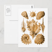 Prosobranchia Briefkaart (Voorkant / Achterkant)