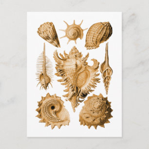 Prosobranchia Briefkaart