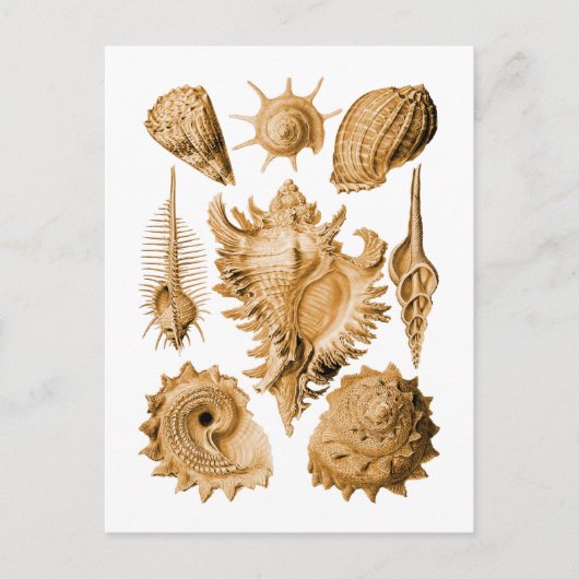 Prosobranchia Briefkaart (Voorkant)