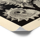 Prosobranchia Ernst Haeckel Art Print (Hoek)